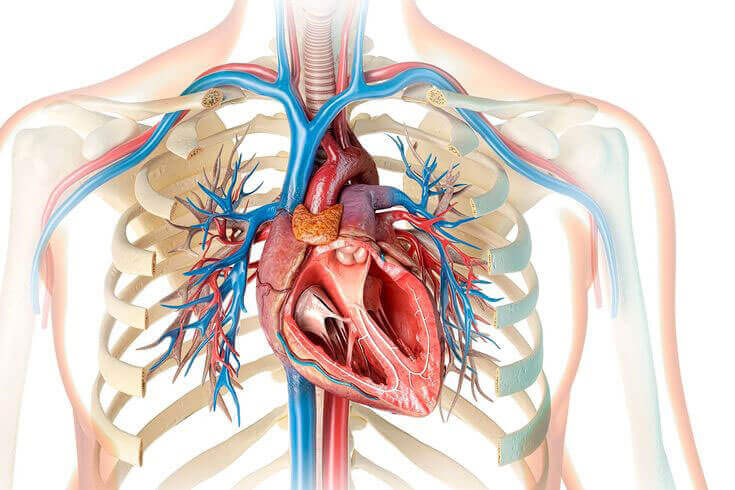 cardiologist in nashik